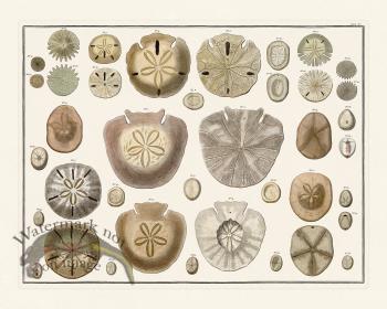 Seba B2 015 Sand Dollars